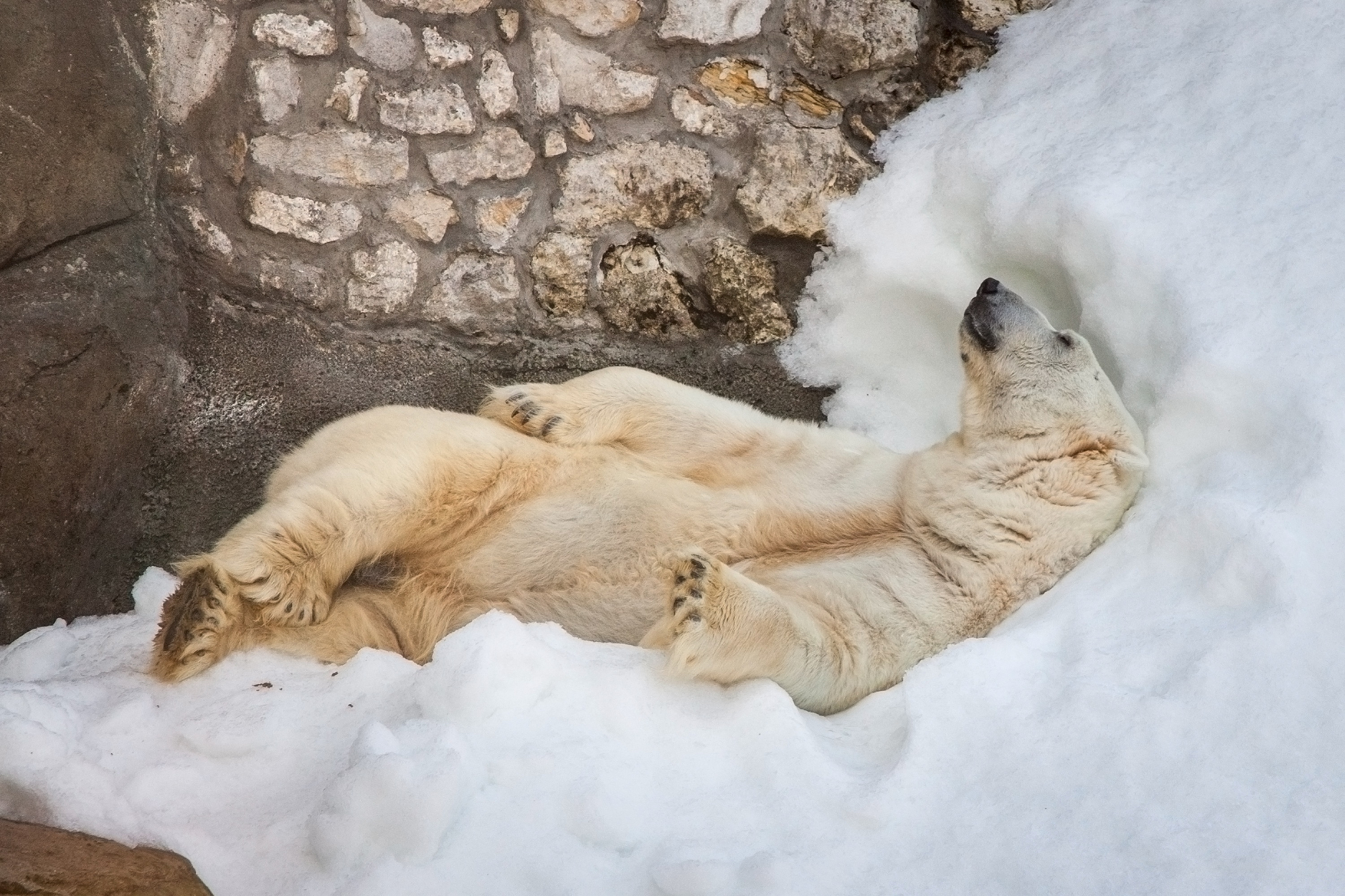 Обитатели Московского зоопарка рады снегу