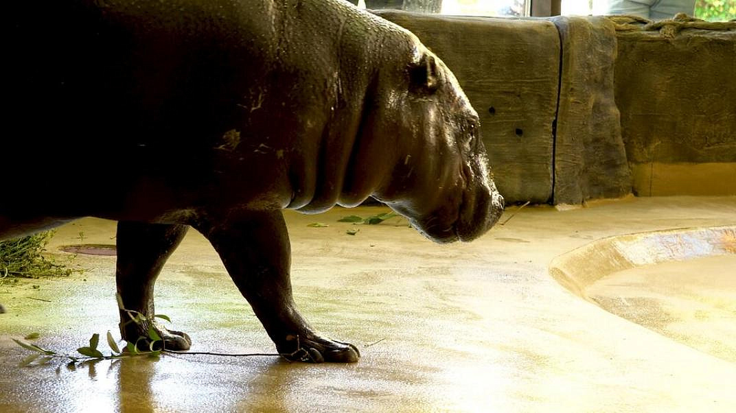 Зимний домик для карликового бегемота открыли в Московском зоопарке