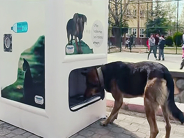 На улицах Москве могут поставить автоматы для выдачи корма бездомным животным 