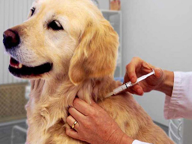 В Головинском районе 2 и 3 апреля пройдёт вакцинация животных против бешенства 