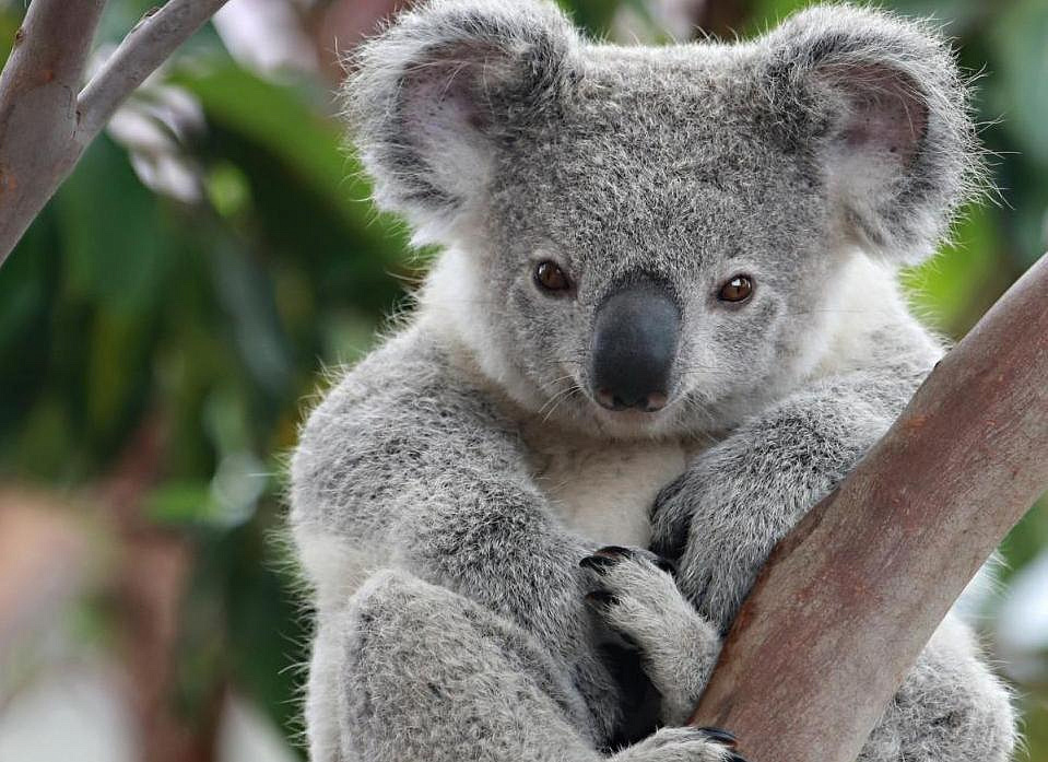 В Московском зоопарке поселят коал