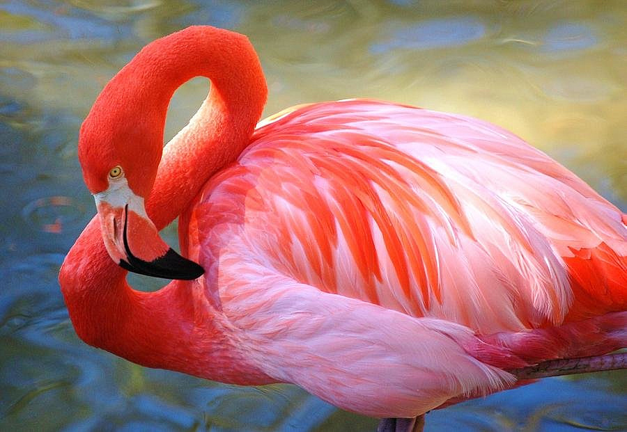 Фламинго готовятся обустраивать гнезда в Московском зоопарке