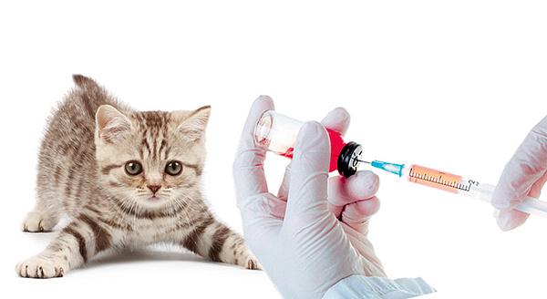 Бесплатные прививки для домашних животных