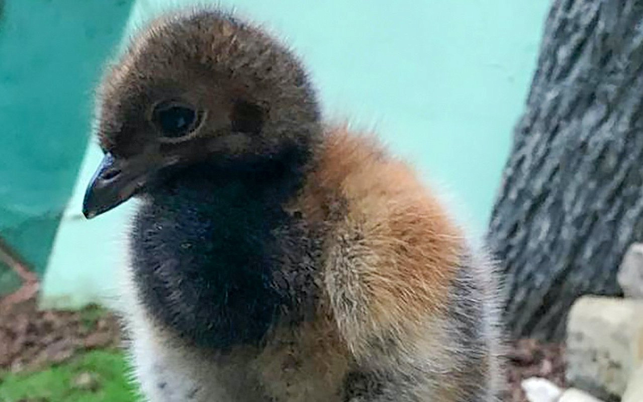 Птенец редкого вида появился на свет в Московском зоопарке
