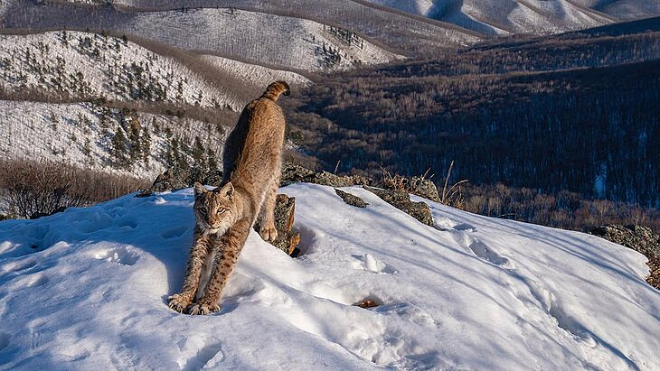       Wildlife Photographer of the Year