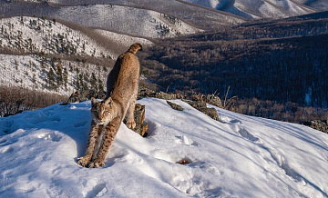       Wildlife Photographer of the Year