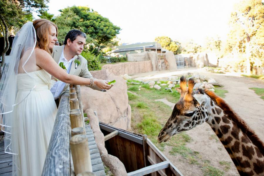 Свадебный сезон открывается в Московском зоопарке
