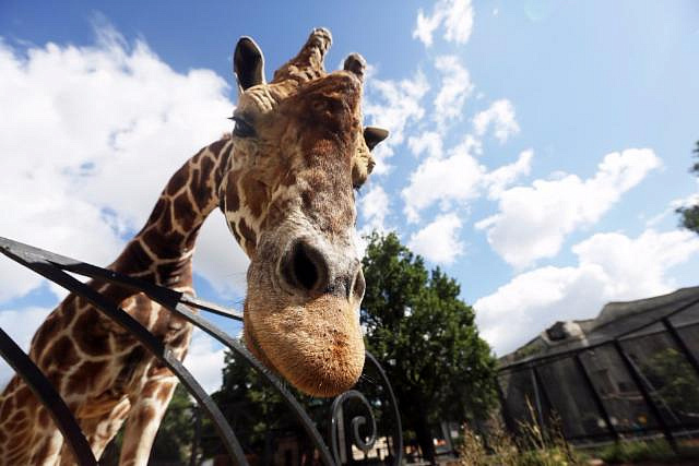 В столичном зоопарке запускают бесплатные вечерние прогулки с директором